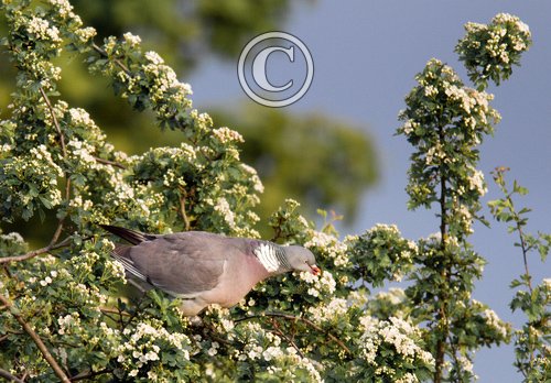 Wood Pigeon Feeding DM1838